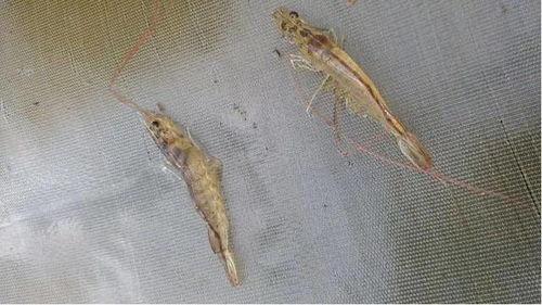 对虾养殖爆料视频教程,视频教程深度解析